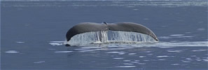 Humpback Whale tail