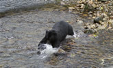 Black Bear diving for salmon