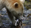 Eating Salmon