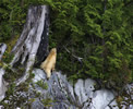 Dining on salal berries