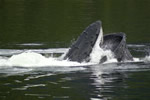 Humpback scooping herring