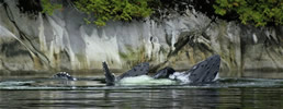 2 Humpbacks bubble netting