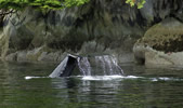 Humpback diving