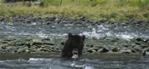 Eating his catch