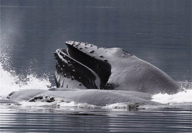 Bubblenet Feeding