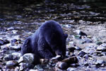Black Bear eating salmon