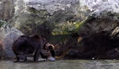 Grizzly cub wanting to play