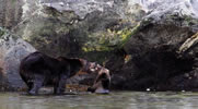 Grizzly mum plays with cub