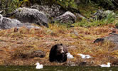 Grizzly looking for fish