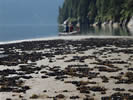 Coming ashore