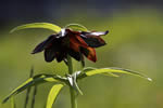 Chocolate Lilies or Rice Root