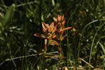 Paintbrush