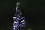 Lupin