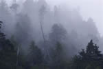 Rainforest Mists