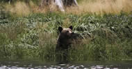 Grizzly looking for salmon