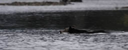 Grizzly swimming