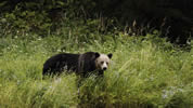Female Grizzly