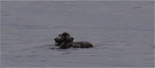 Sea Otter relaxing at sea
