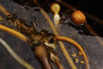 Kelp