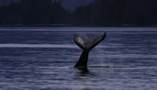 Humpback Whale Tail Lobbing