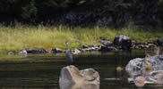 Blue Heron looking for fish