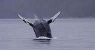 Humpback whale flying out of the sea in a full breach