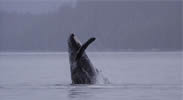 #2 of Series Humpback breaching
