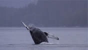 #3 of Series Humpback breaching