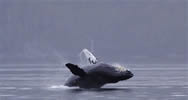Are you tired of 'Humpbacks Breaching' yet??
