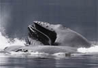 A MouthFULL! Humpback whale with his mouth full of seawater and herring.