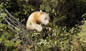 spirit bear in wild crab apple tree