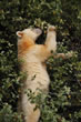 Spirit Bear standing in wild crab apple tree