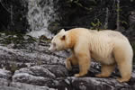 spirit bear in front of waterfall