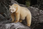 A healthy female spirit bear