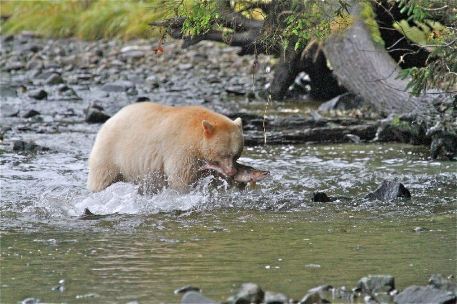 Spirit Bear fishing