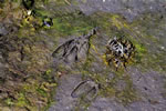 Deer tracks