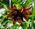 Chocolate lilies