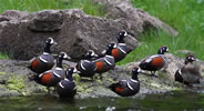 Harlequin ducks