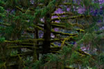 Moss covered trees
