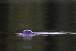 Seal following us
