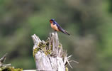 Male barn swallow