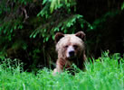 Male grizzly bear