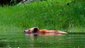 Grizzly swimming