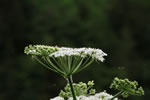 Cow parsnip