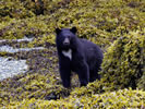 Black bear