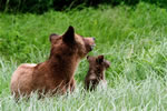 Mum and cub checking tree line for males