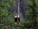 Pair of bald eagles