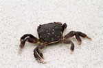 Crab on the beach