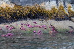 Intertidal with starfish