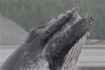 Humpback Whale, Great Bear Rainforest